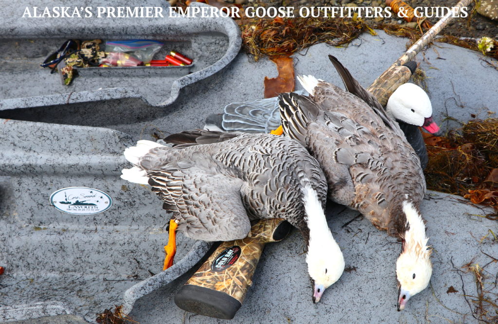 1st 2 emperor geese 2017