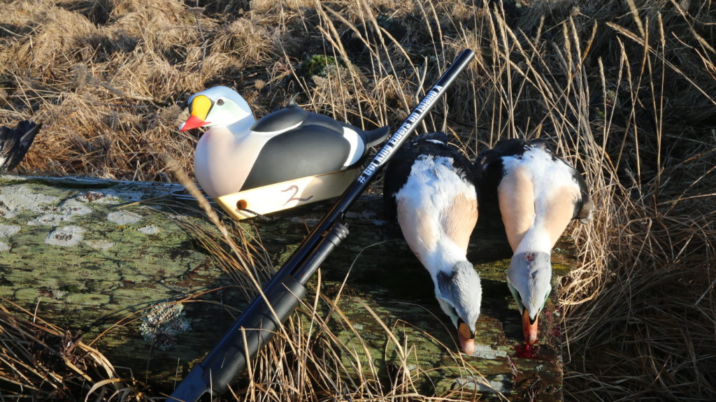 IMG_3494 Alaska Duck Hunting King Eider Hunting