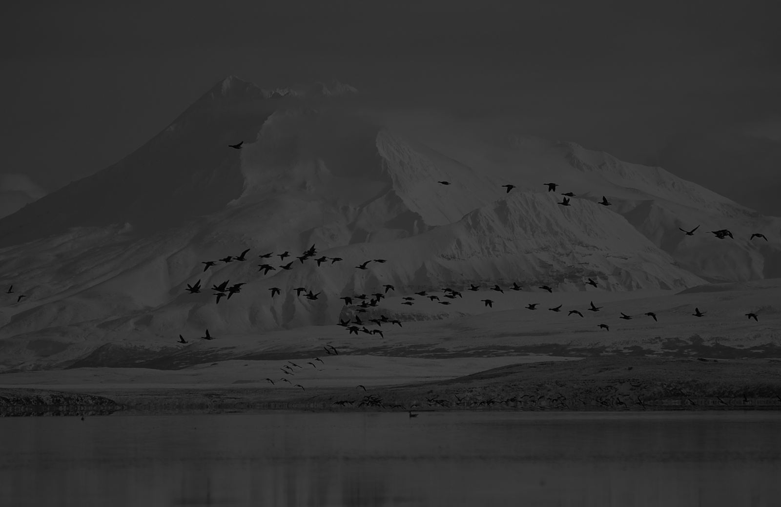 Izembek-black-brandt | Alaska Duck Hunting King Eider Hunting