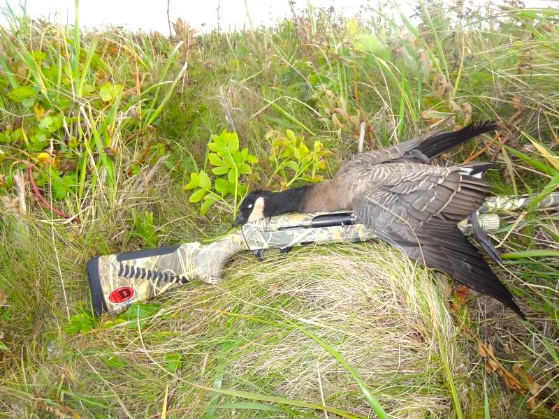 canada_goosegun | Alaska Duck Hunting King Eider Hunting