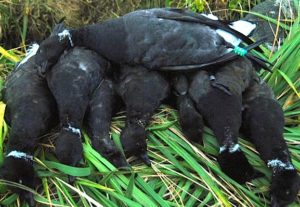 Pacific Black Brant hunts