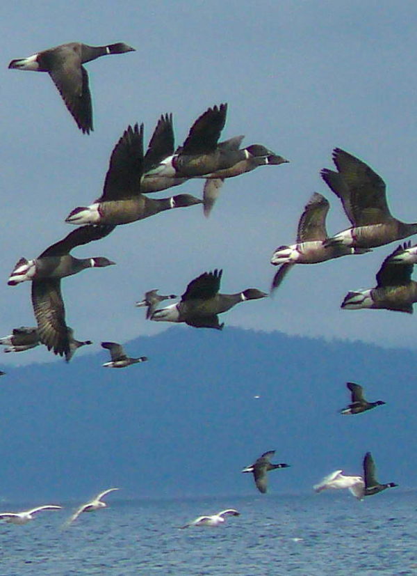 flyingbrant | Alaska Duck Hunting King Eider Hunting