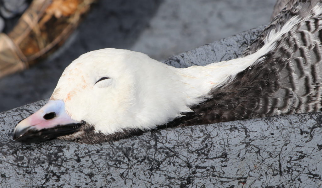 Emperor geese in alaska