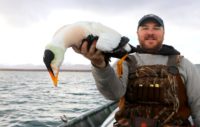 Pacific Eider hunting
