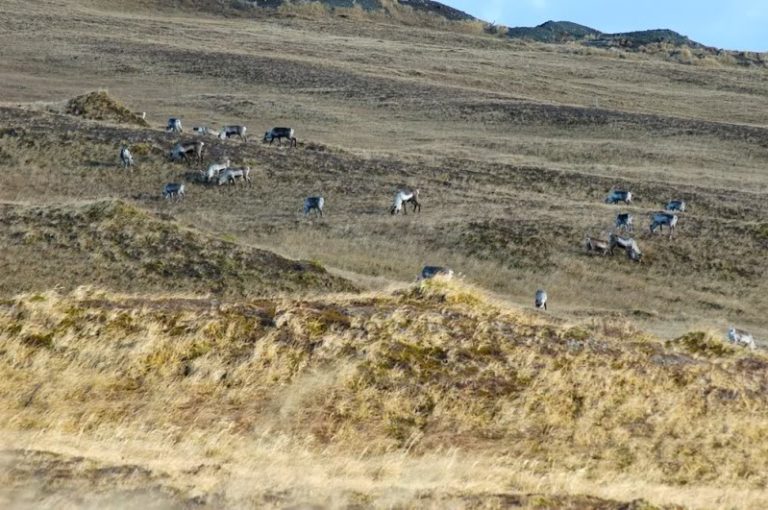 Adak Caribou hunting diy Adak hunt. Alaska Duck Hunting King Eider
