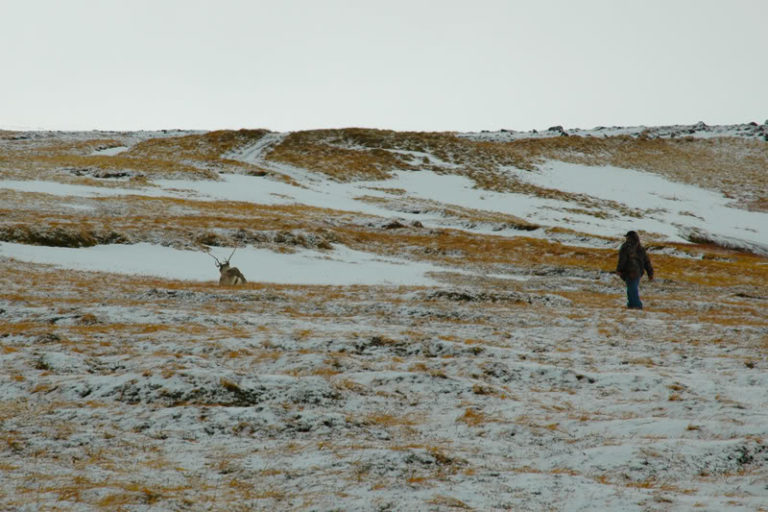 Adak Caribou hunting diy Adak hunt. Alaska Duck Hunting King Eider