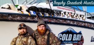 Trophy Seaduck hunts Coldbay