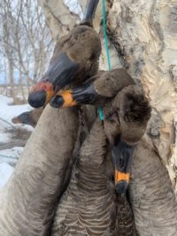 Tundra bean Goose,russia duck hunting