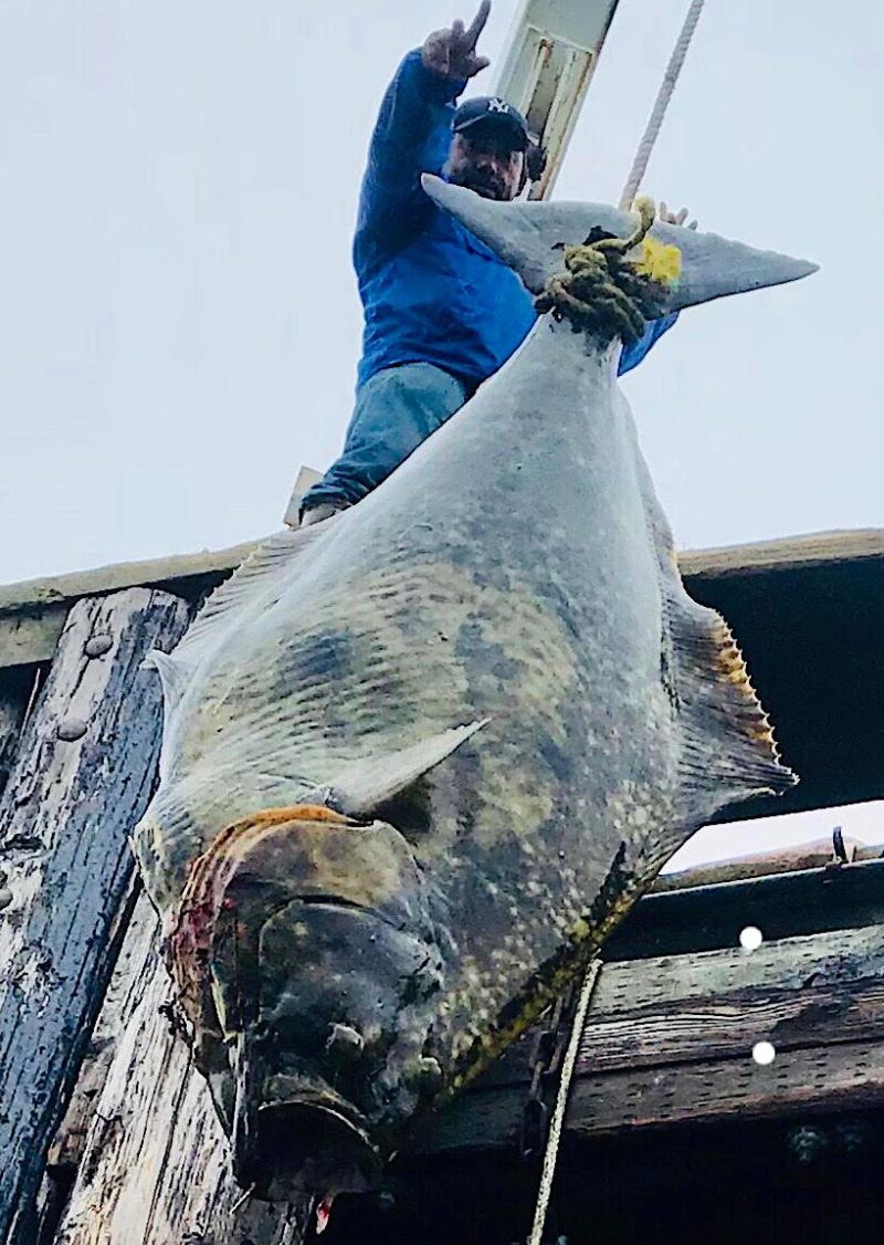 Adak fishing charters halibut fishing Alaska Duck Hunting King Eider