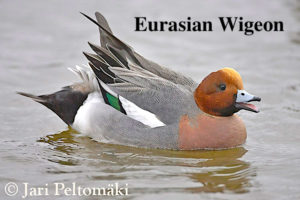Eurasian wigeon hunting Alaska & Russia
