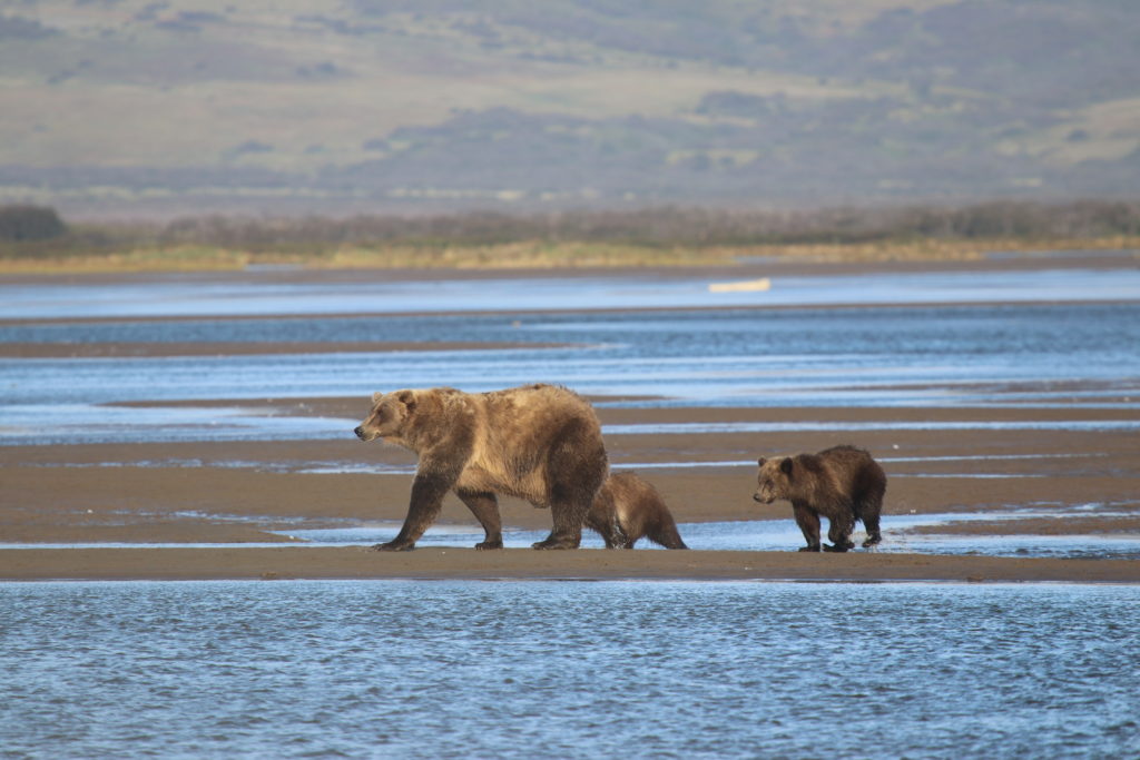 Brown bear cubs Volcano Bay