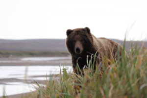 Brown Bears volcanoBay Alaska
