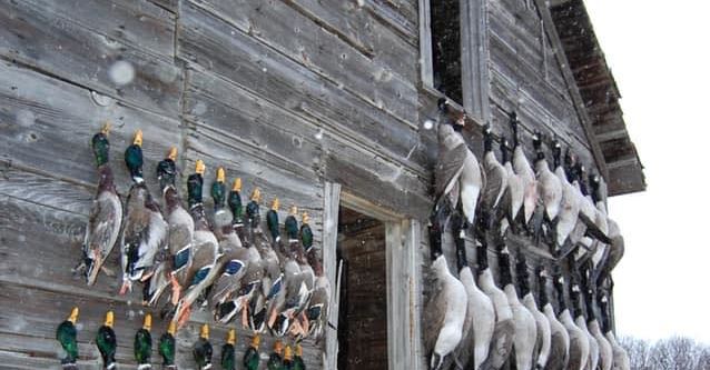 North Dakota duck hunting guides