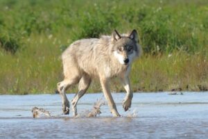 Alaska wolf photography
