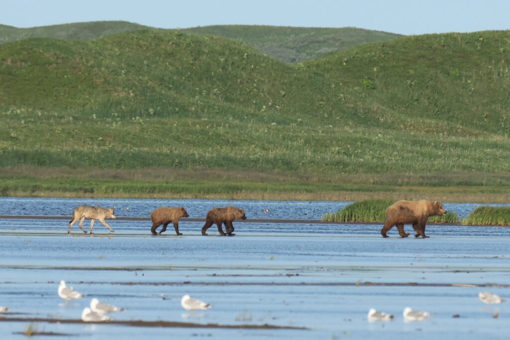 wolf and Grizzly bear Photography